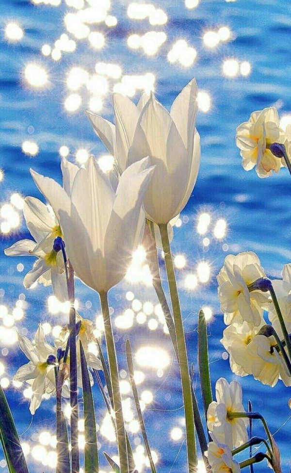 белые тюльпаны