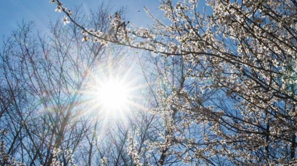 весеннее солнышко