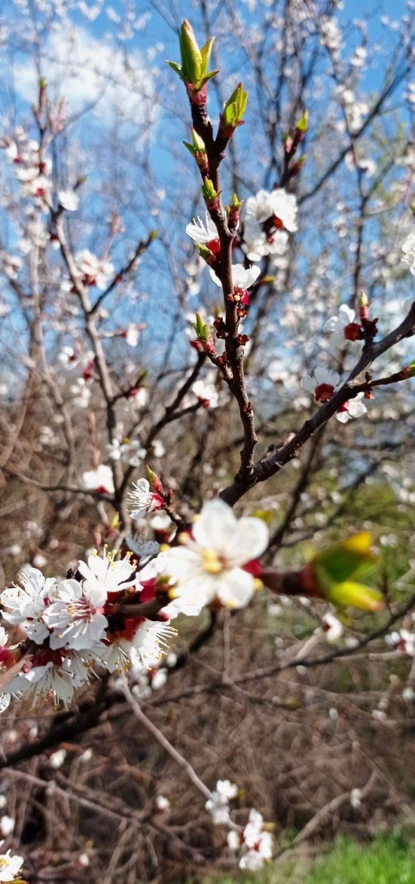 урюк дерево цветет