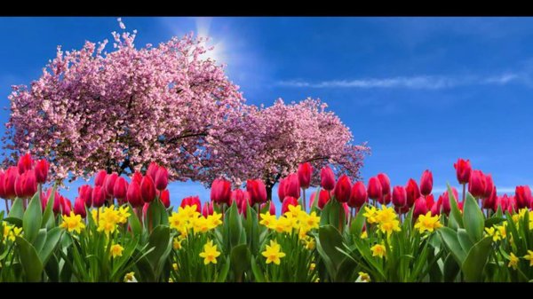 цветы пейзаж