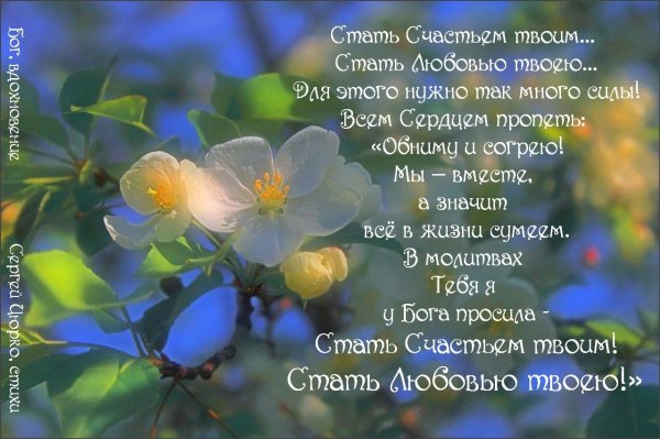 цветет яблоня