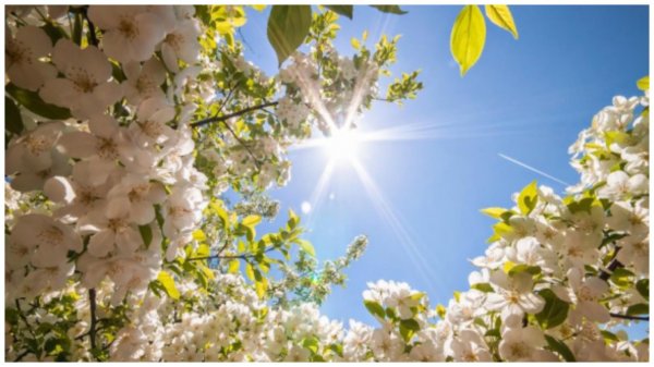 солнце весной