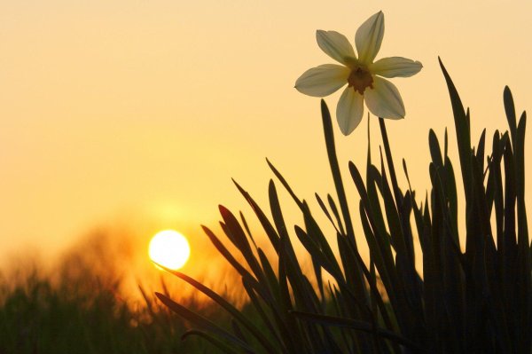 солнечный желтый нарцисс daffodil