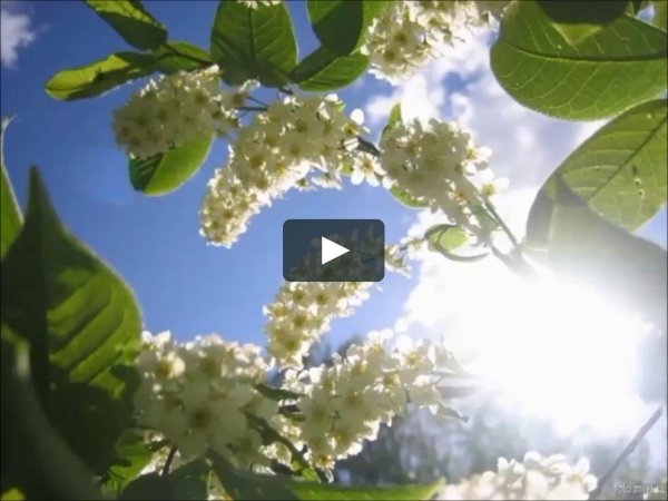 сирень жасмин черемуха