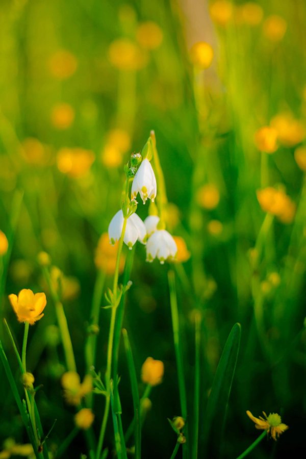 белоцветник aestivum