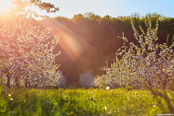 яблоневые сады