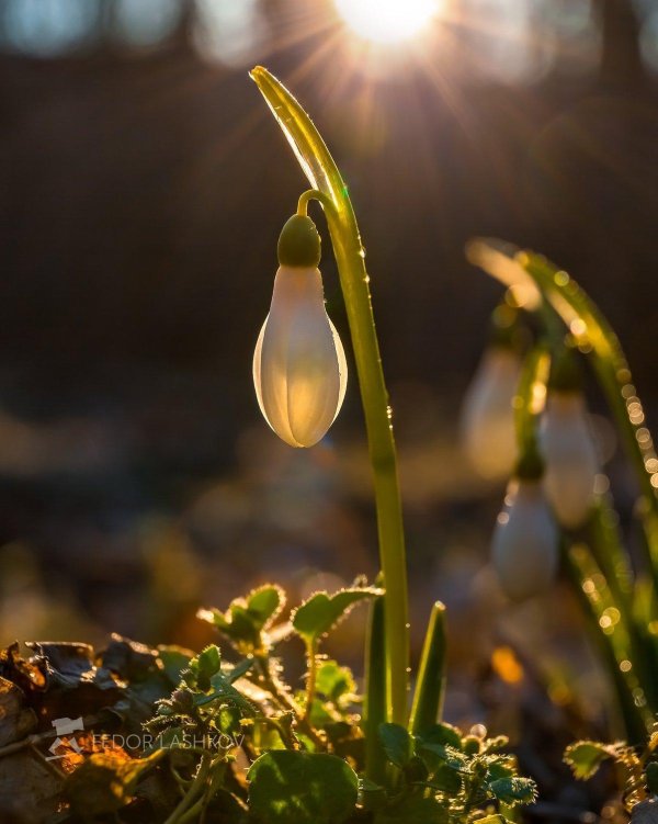 капель весенняя