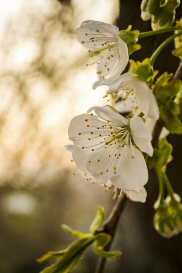 соцветие черешни