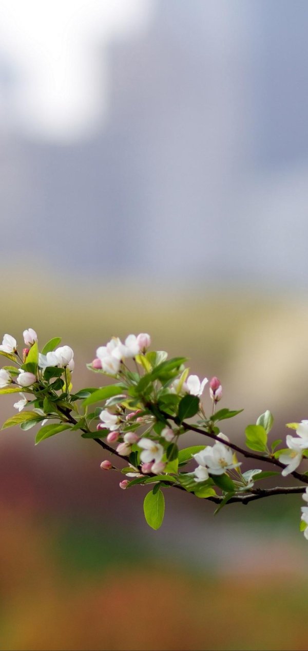 цветущие ветки