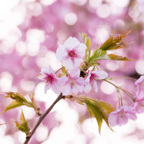 цветки вишни