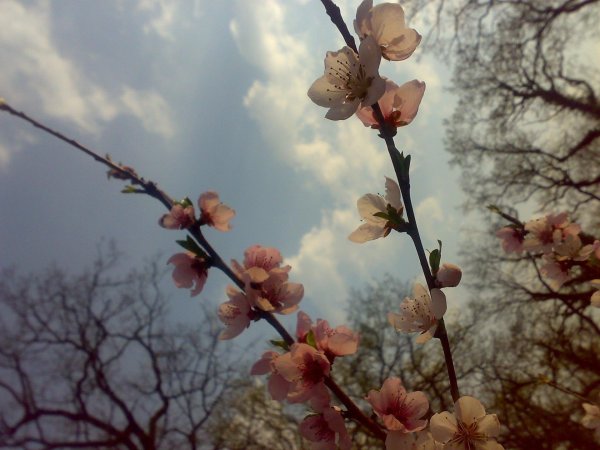 цветок весенний