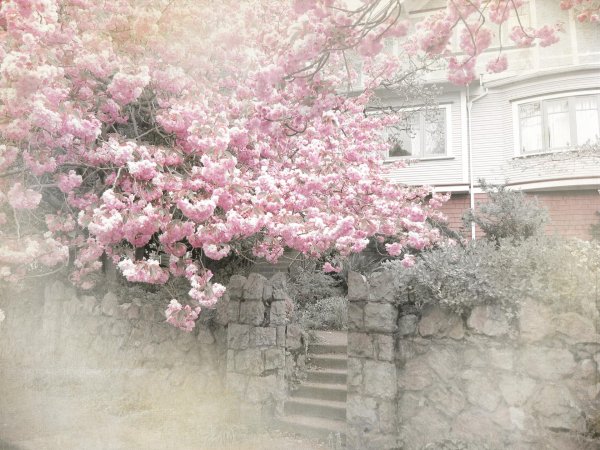 розовые цветы сакуры