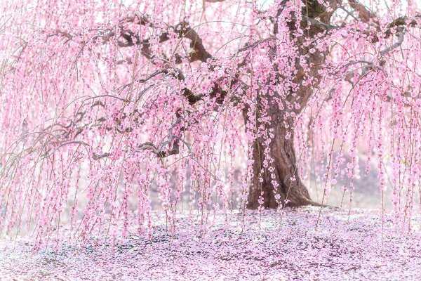 розовое дерево