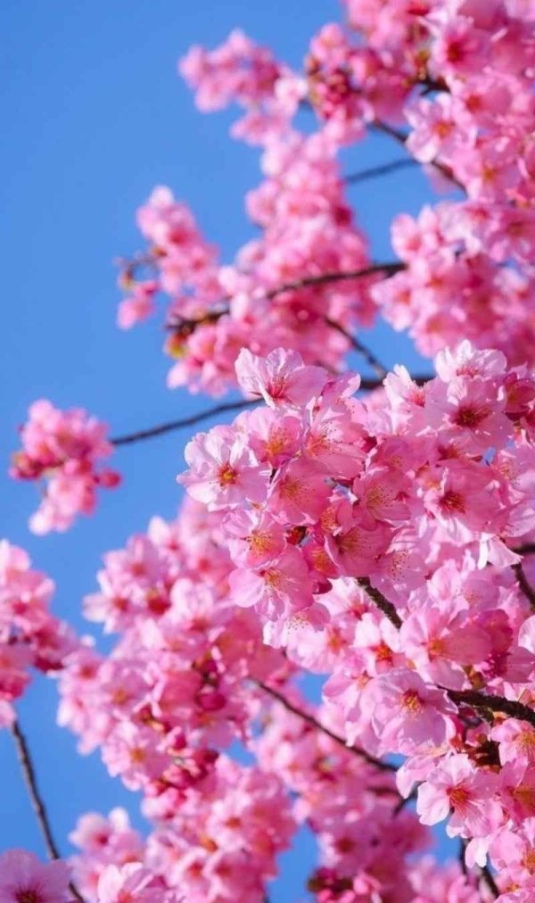 цветение сакуры