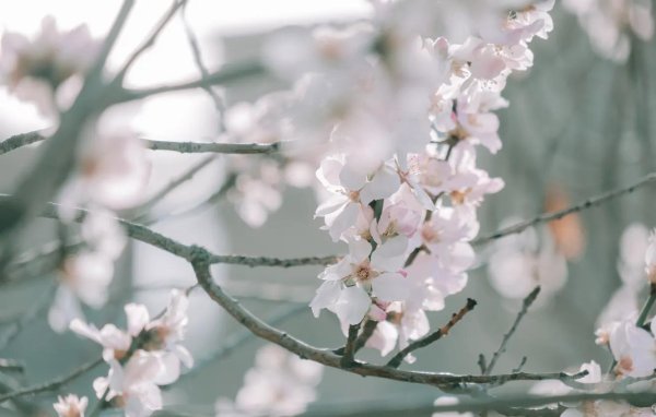 весенние мотивы