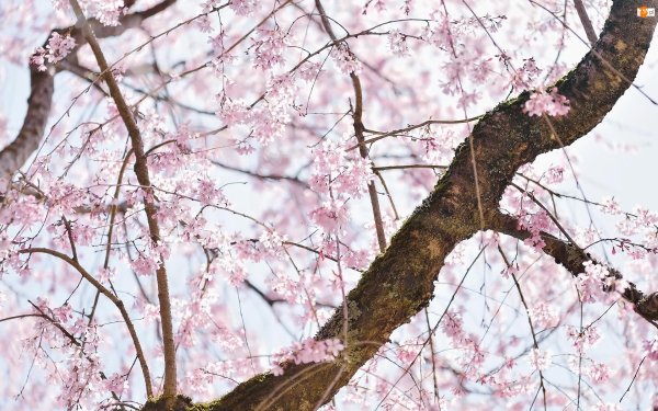 вишни в цвету