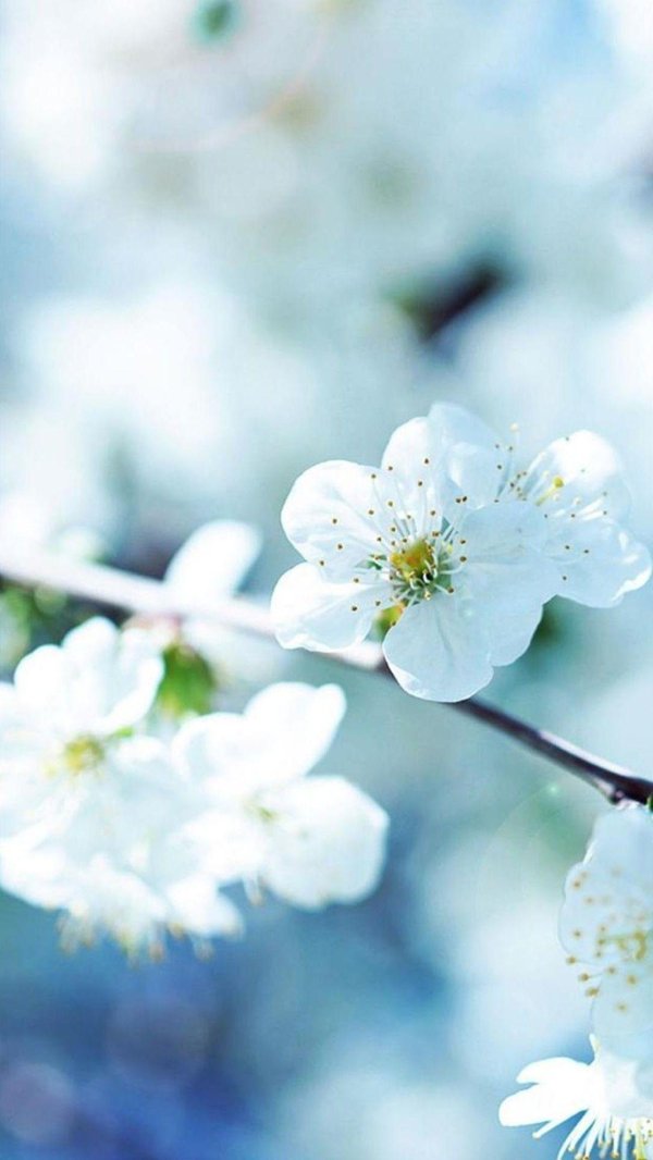 весенние фоны