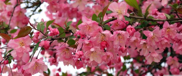 недзвецкого яблоня