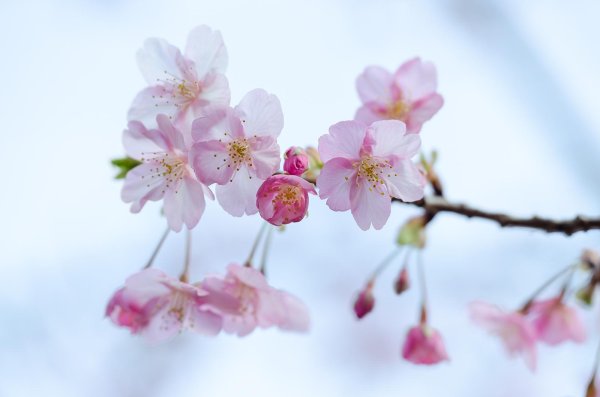 Весна горизонтальные