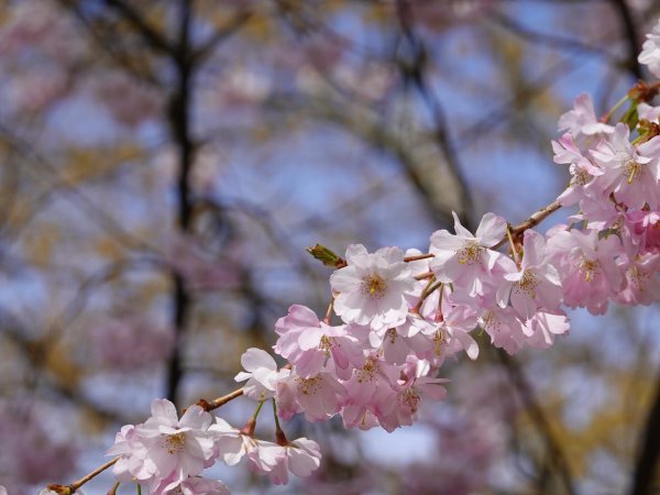 вишня цветки