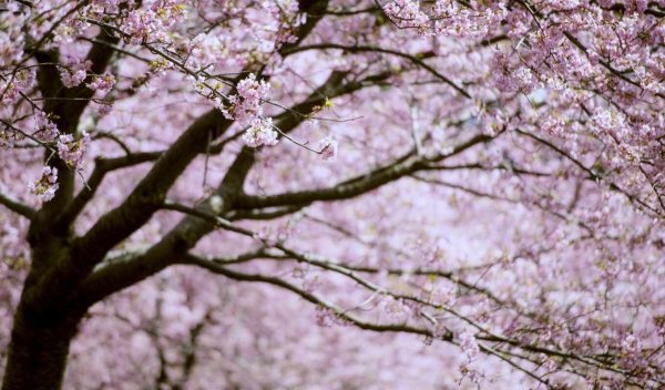 сакура у смольного