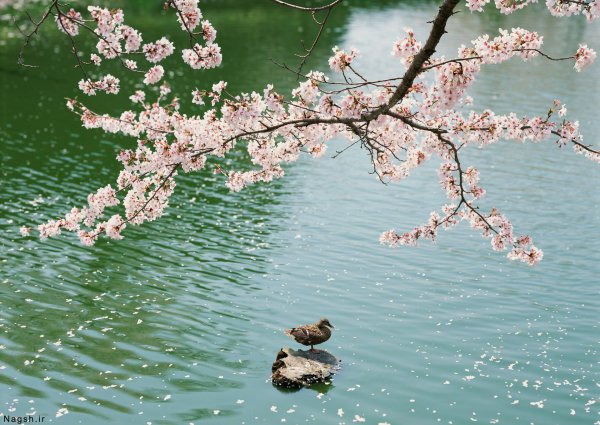 цветение сакуры