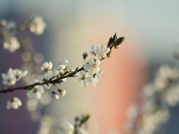 весна красивая