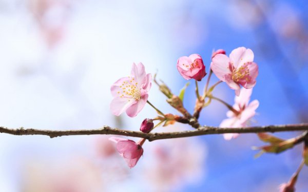 цветущая ветка