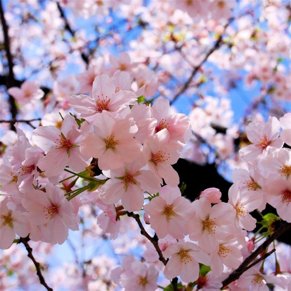 sakura cherry blossom