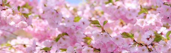 цветет сакура