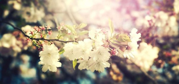 весенние цветы