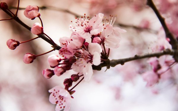 цветки вишни