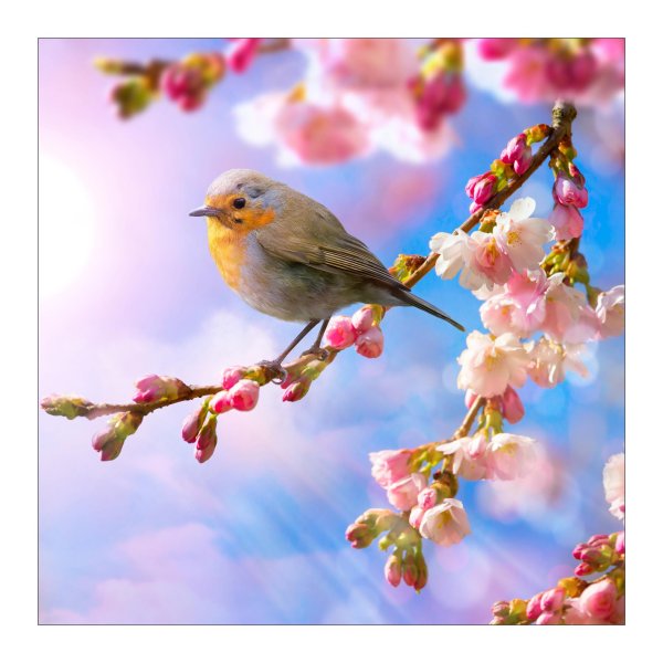 птичка малиновка