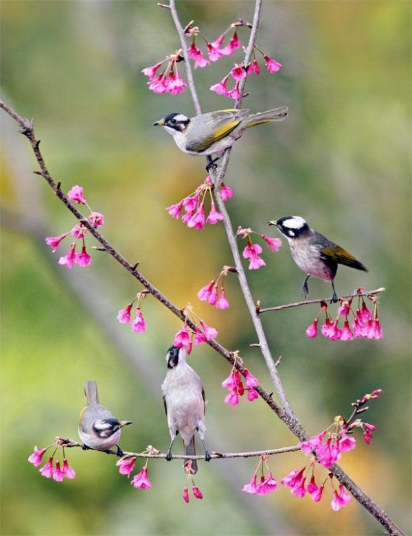 птицы в весеннем лесу