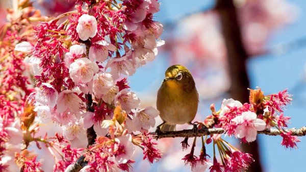 сакура японские белоглазки
