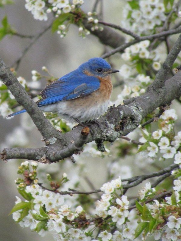 spring bluebird