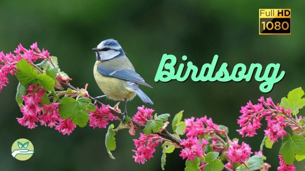 синички и цветы