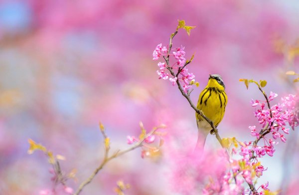 желтая певчая птица