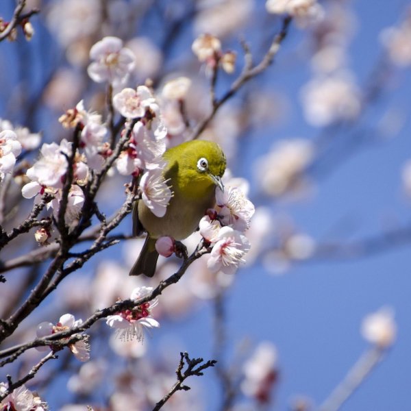 японская белоглазка