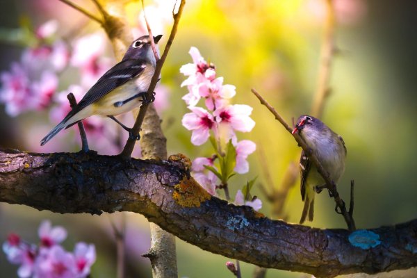 сакура японские белоглазки