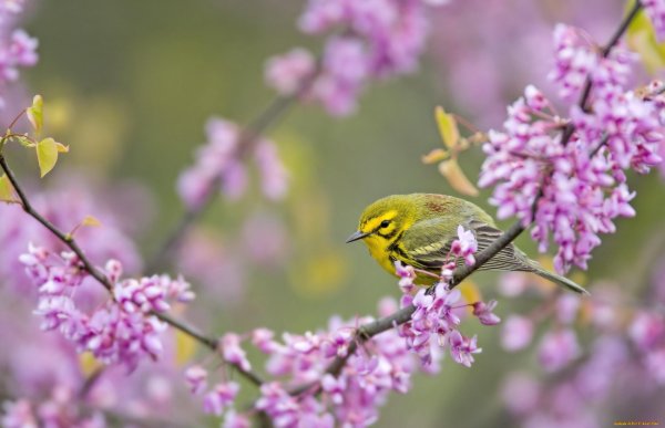 певчая птица