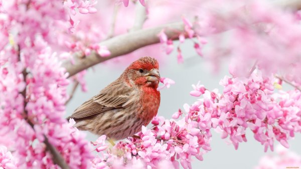 обыкновенная чечевица вьюрковые