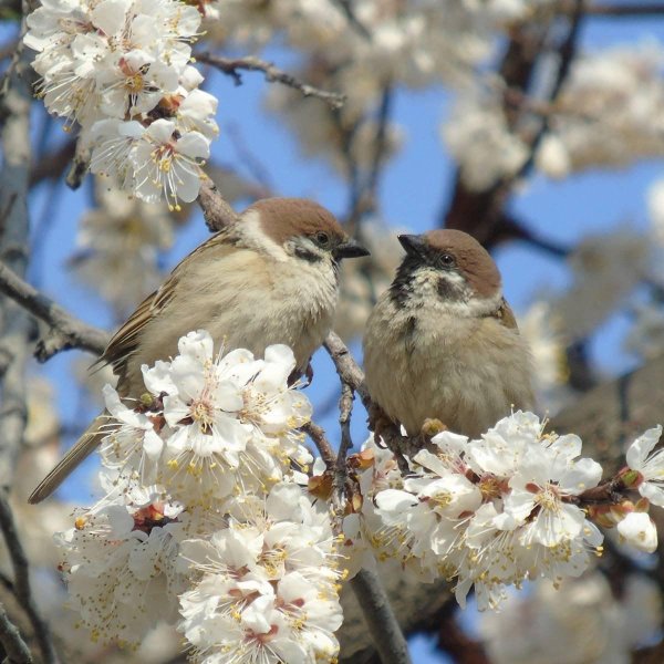 воробей на ветке