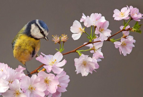 синица лазоревка весной