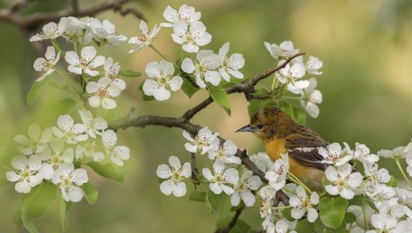 чарльз уайт цветы и птицы