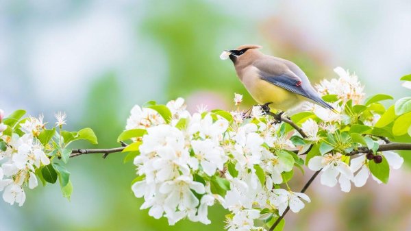 доброе утро весна