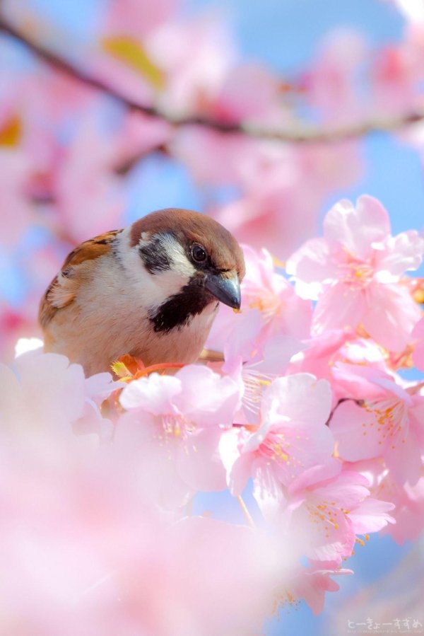 воробей птица