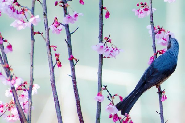 птица на ветке