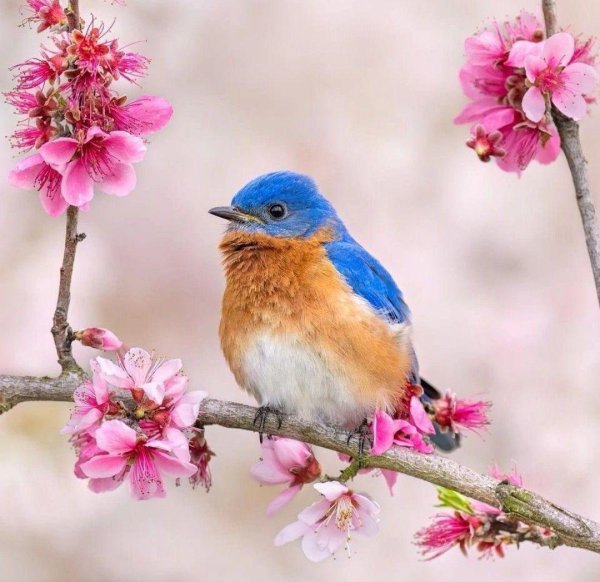 птичка голубая сиалия