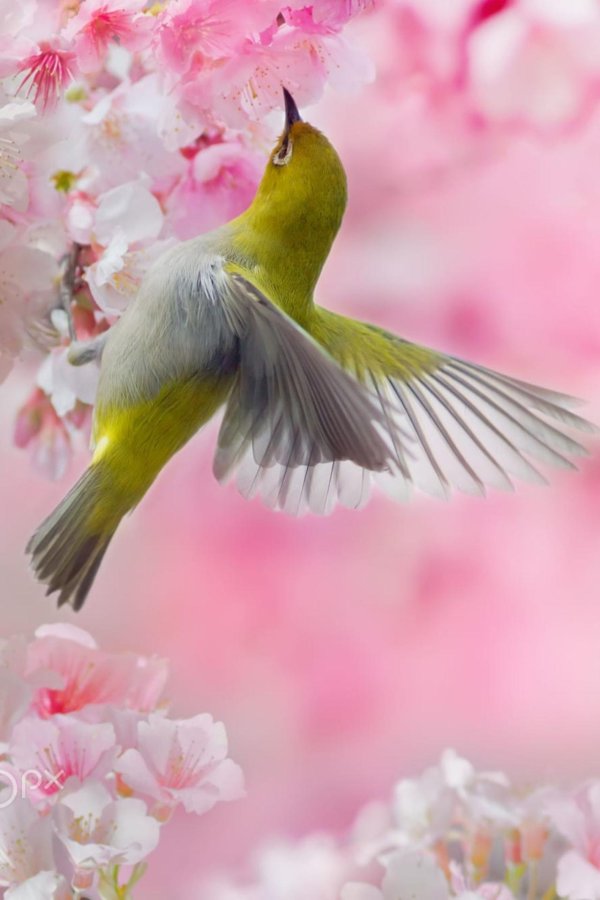 сакура японские белоглазки